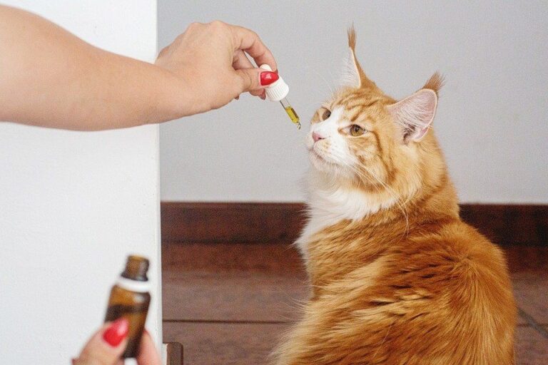 The Right Choice of CBD Oil For Cats