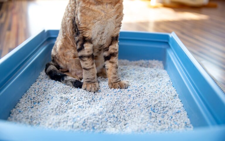 5 Best Cat Litters For Smell to Buy in 2022