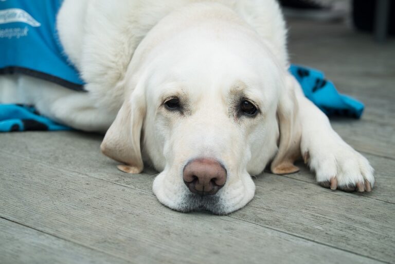 5 Symptoms and Signs Your Dog Has Chronic Kidney Disease