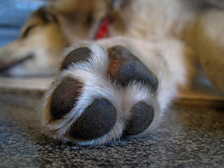 5 Ways To Deal With Your Dog’s Cracked Paws