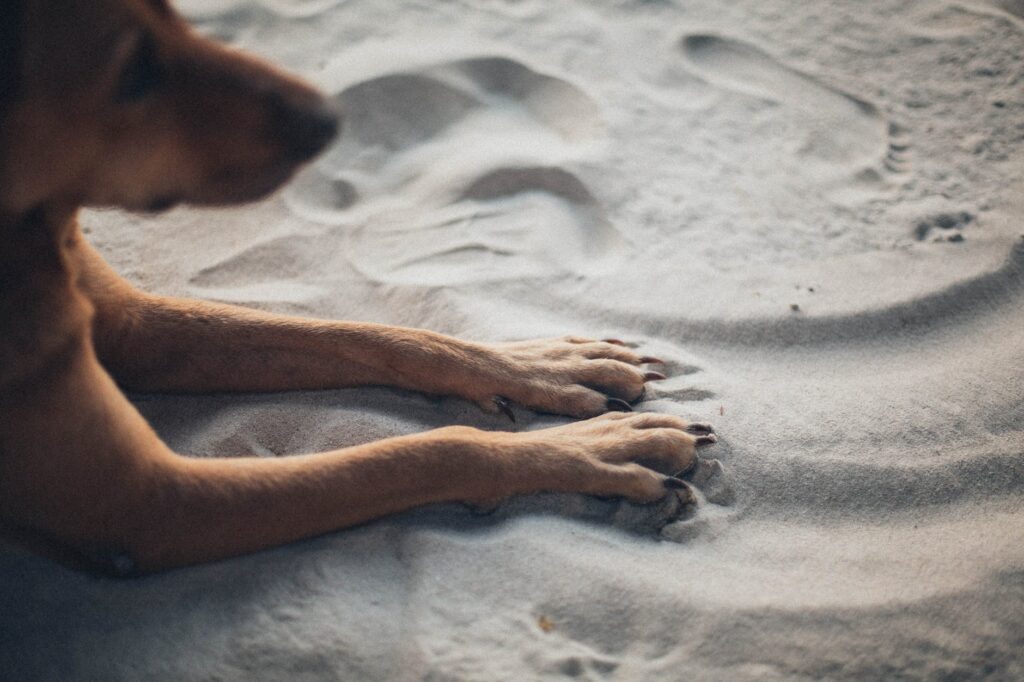 5 Ways To Deal With Your Dog's Cracked Paws