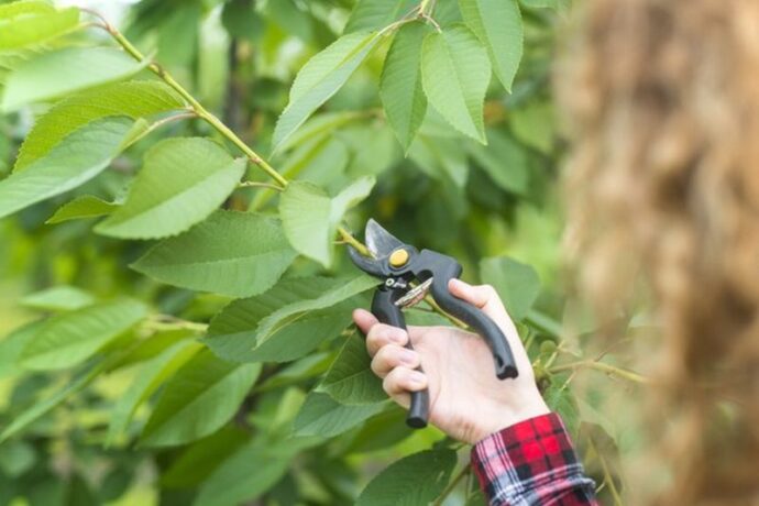 What is the Proper Way to Prune a Fruit Tree