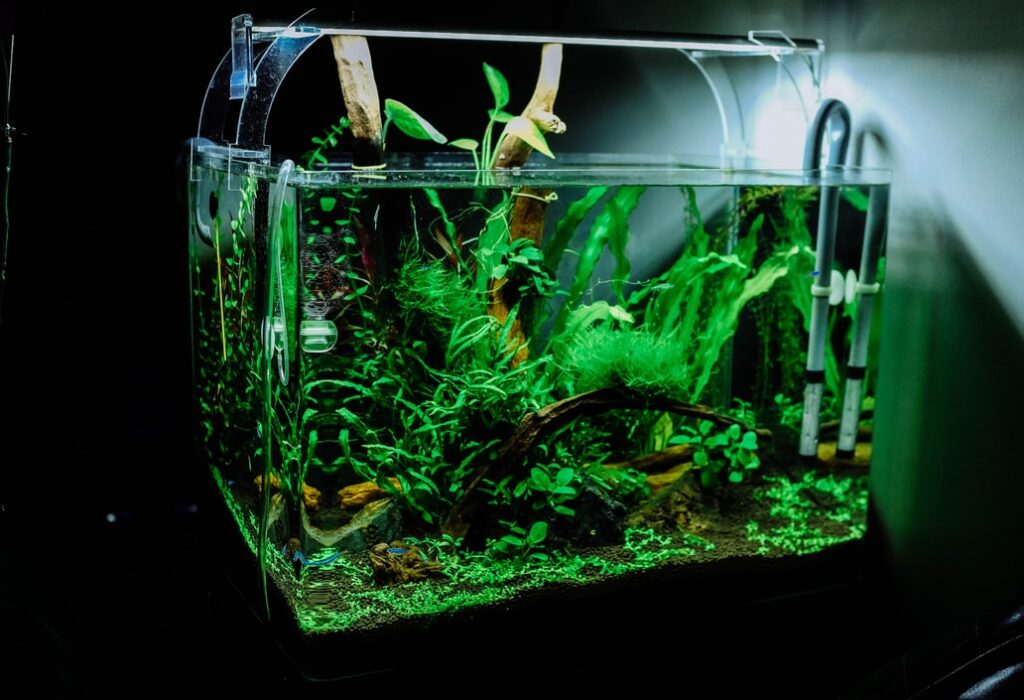 Stay At Home Projects How To DIY A Glass Aquarium