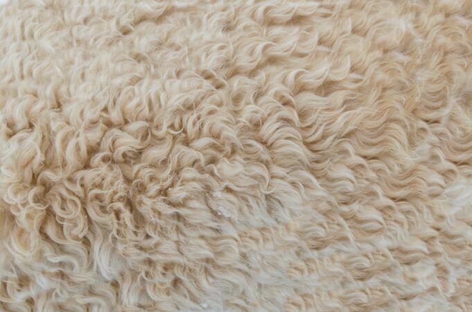 Quality From Bad Rugs, Are Wool Rugs Good Quality