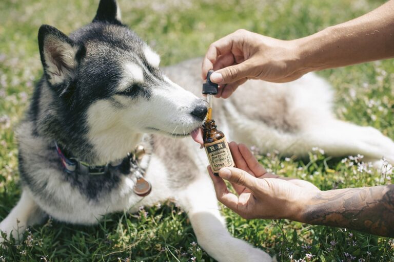 Can I Give CBD to My Pet?