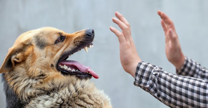Why Should You Hire a Dog Bite Lawyer? 