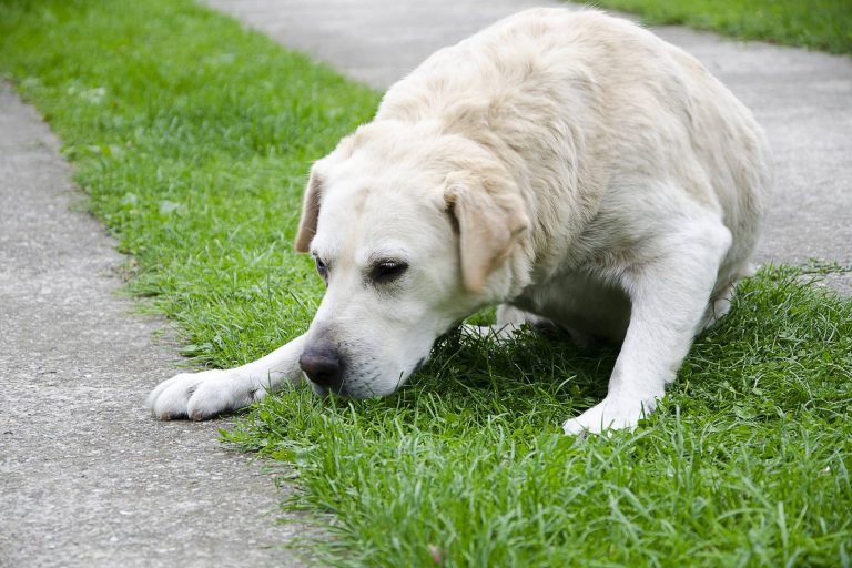 Why is Your Dog Throwing Up and What to Do About It?